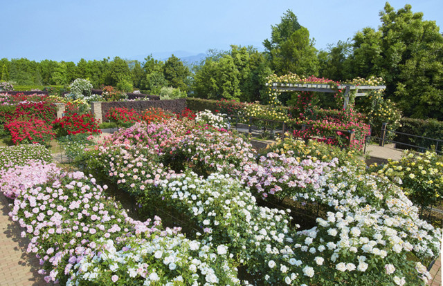 花菜ガーデン（神奈川県立花と緑のふれあいセンター）【平塚市】